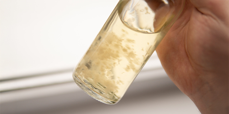 Cultivate in confidence with your own homemade liquid culture!