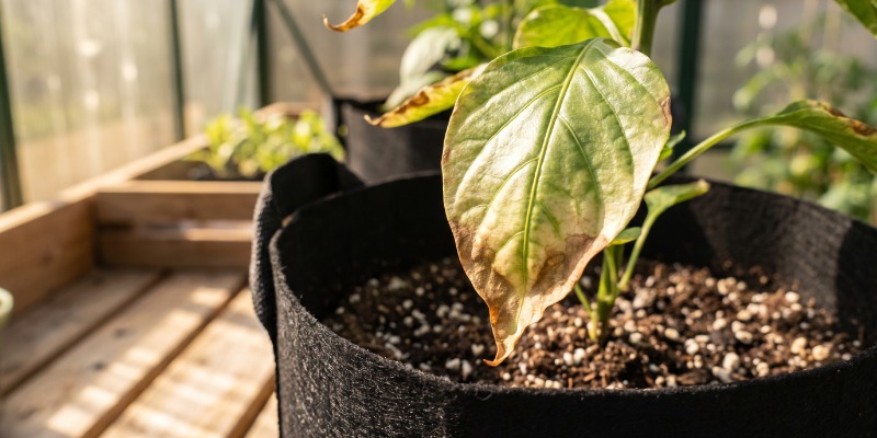 Hot pepper fertilising tips Hot pepper fertilising tips