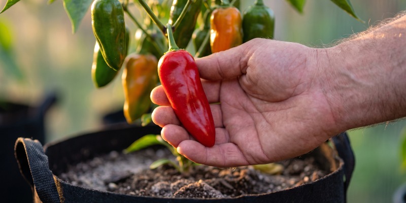 Feeding and spiciness: Can fertiliser affect heat? Feeding and spiciness: Can fertiliser affect heat?
