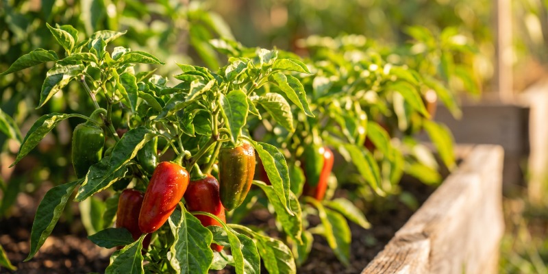 How to fertilise hot pepper plants How to fertilise hot pepper plants