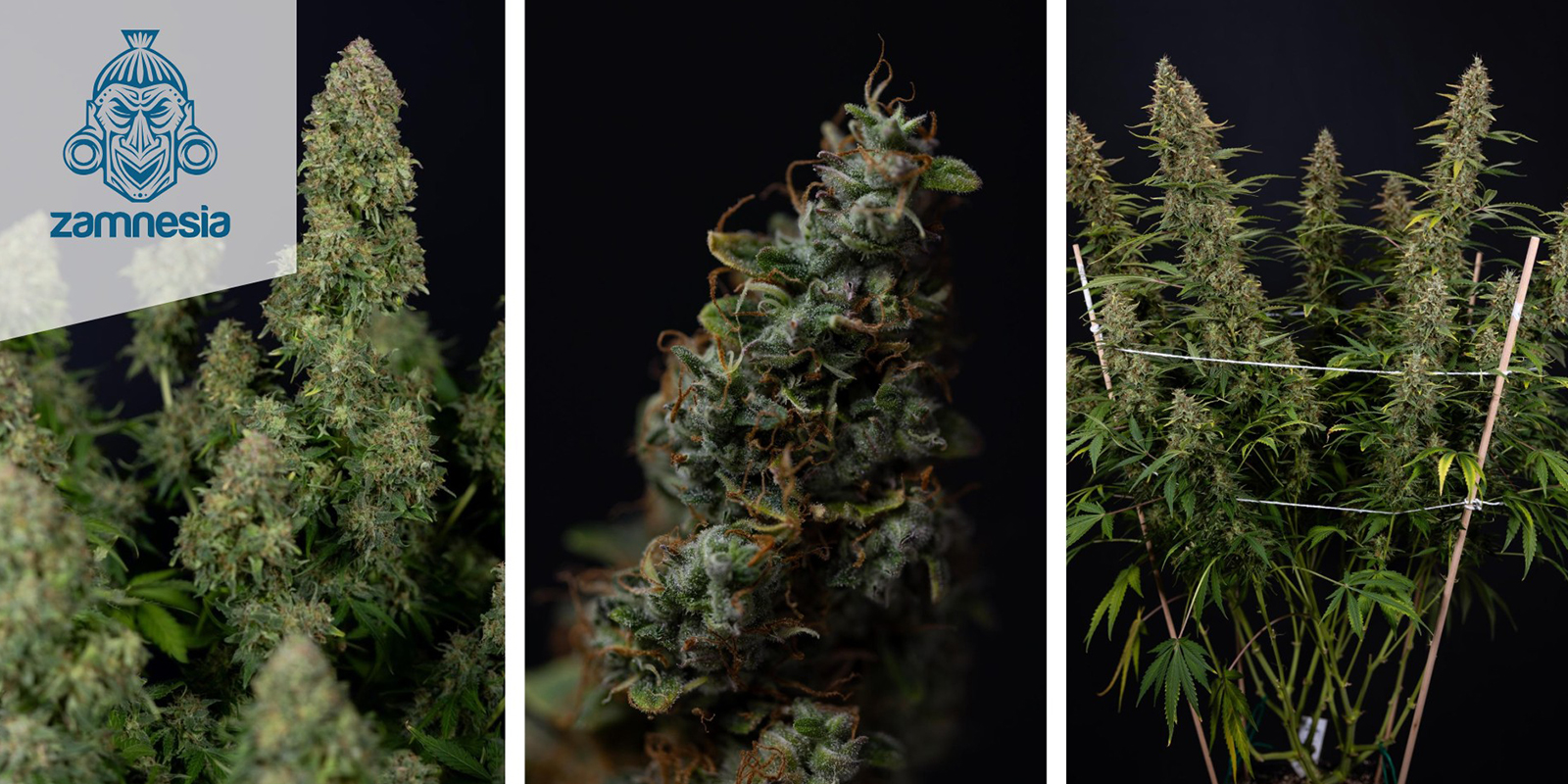 Ghost Train Haze Autoflower