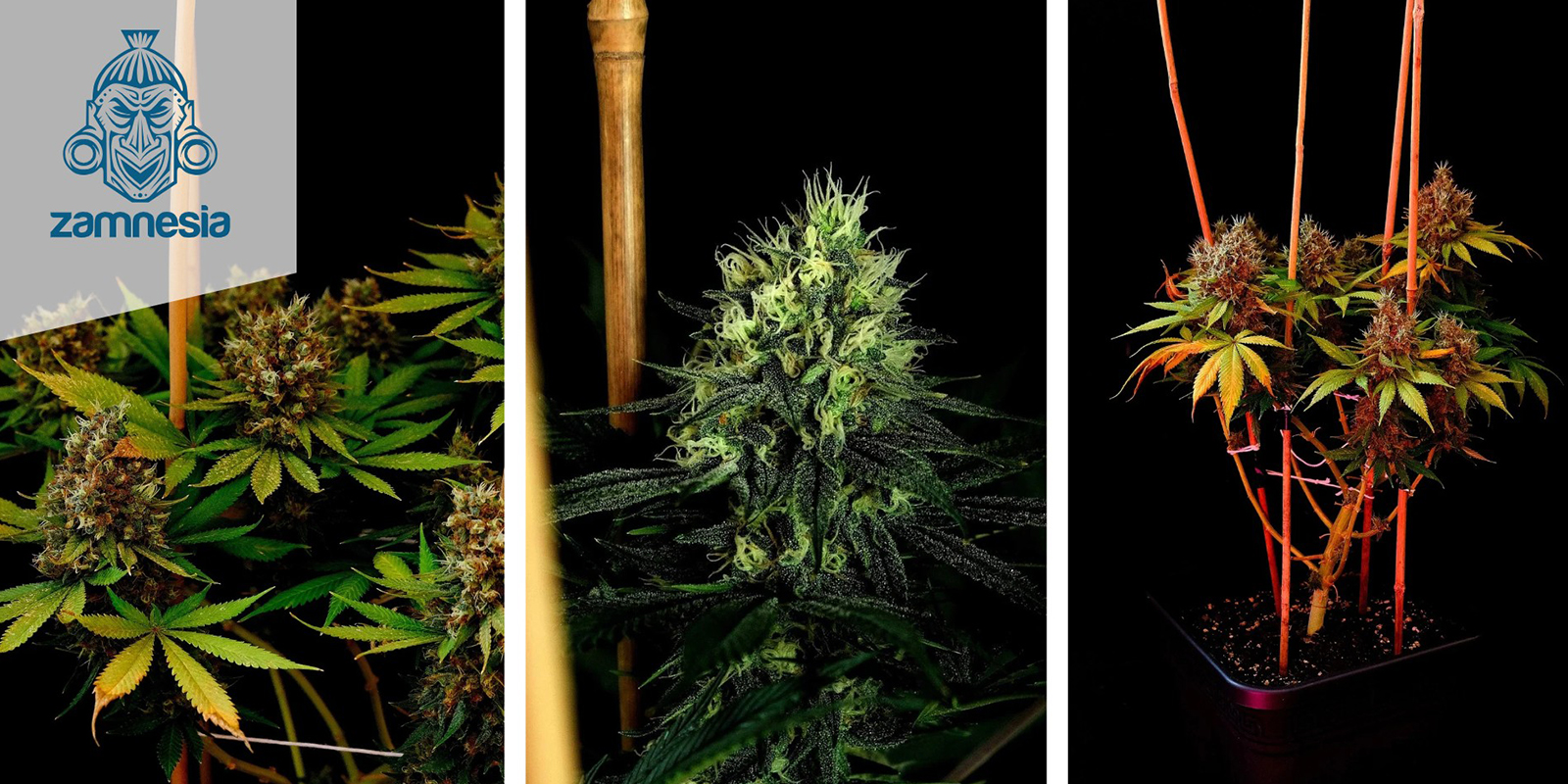 Kalini Asia Feminized