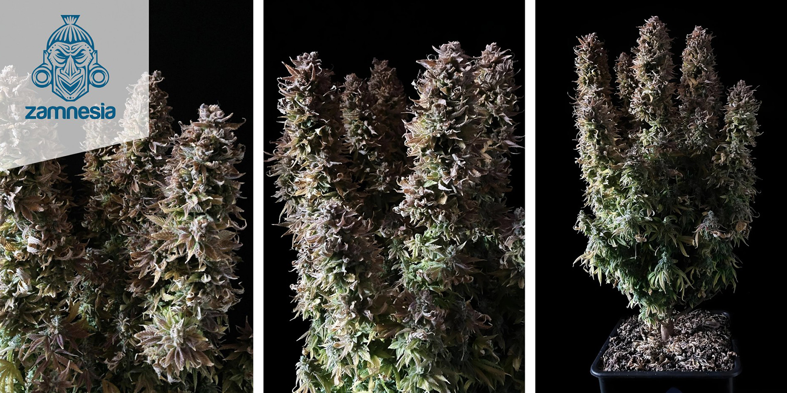 Panama Red Feminized