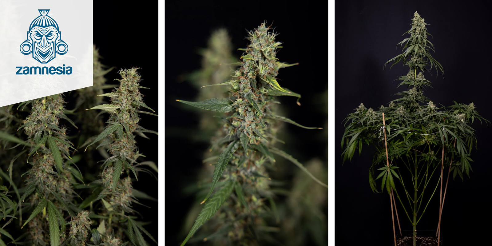 Tropicana Cookies Feminized