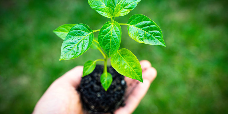 Transplanting