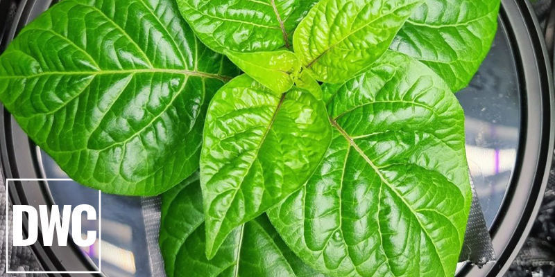 Deep Water Culture (DWC)