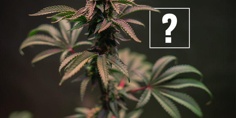What Causes Red And Purple Cannabis Stems?