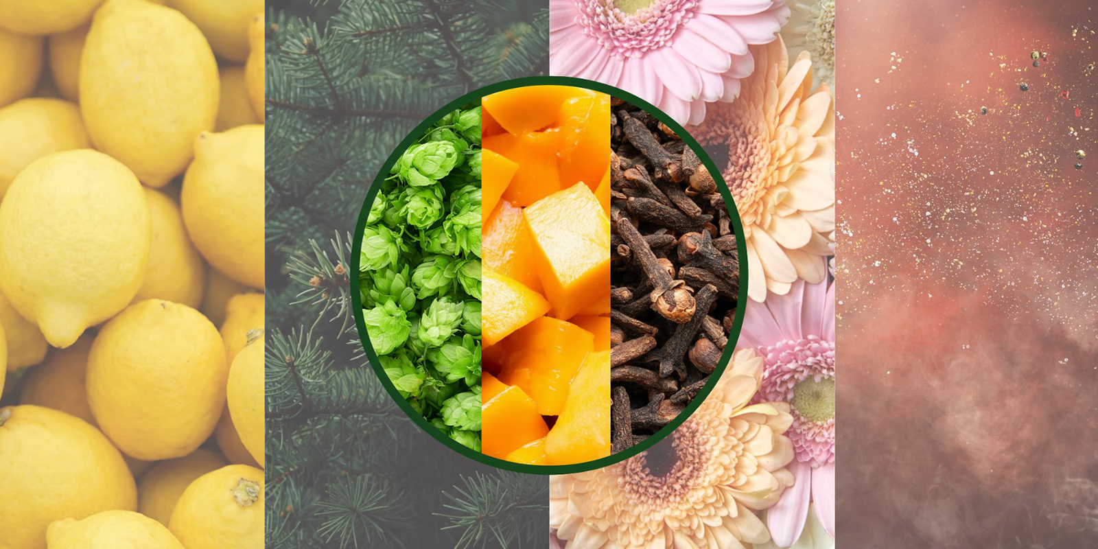 Myrcene vs other terpenes Myrcene vs other terpenes