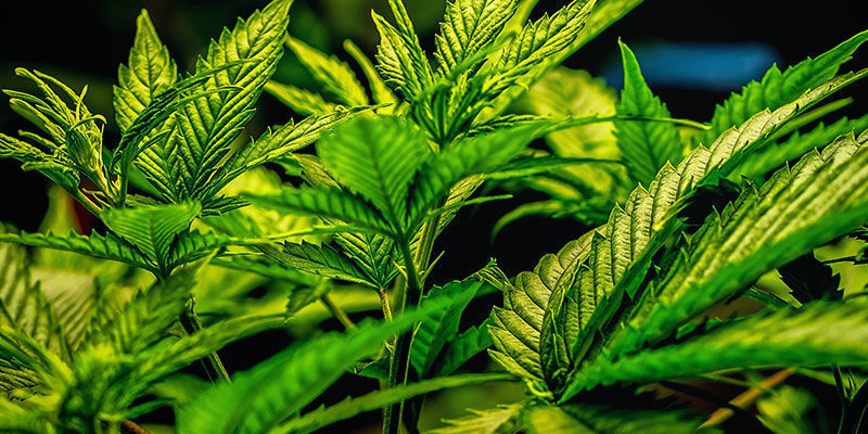 What Kinds Of Strains Don't Cause The Munchies?