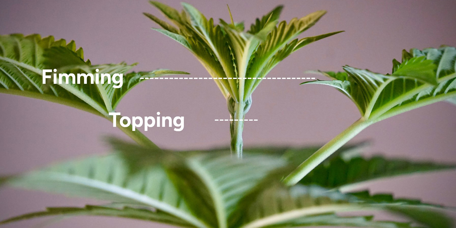 Topping vs fimming: Key differences Topping vs fimming: Key differences