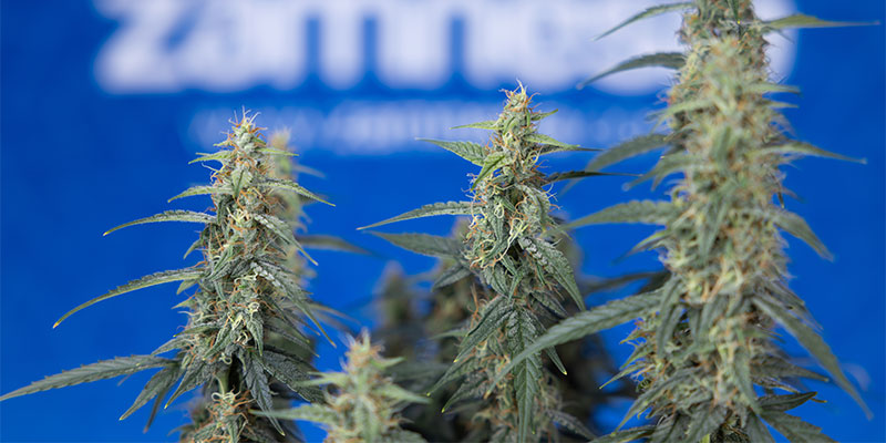 What is best for weed plants: fimming or topping?