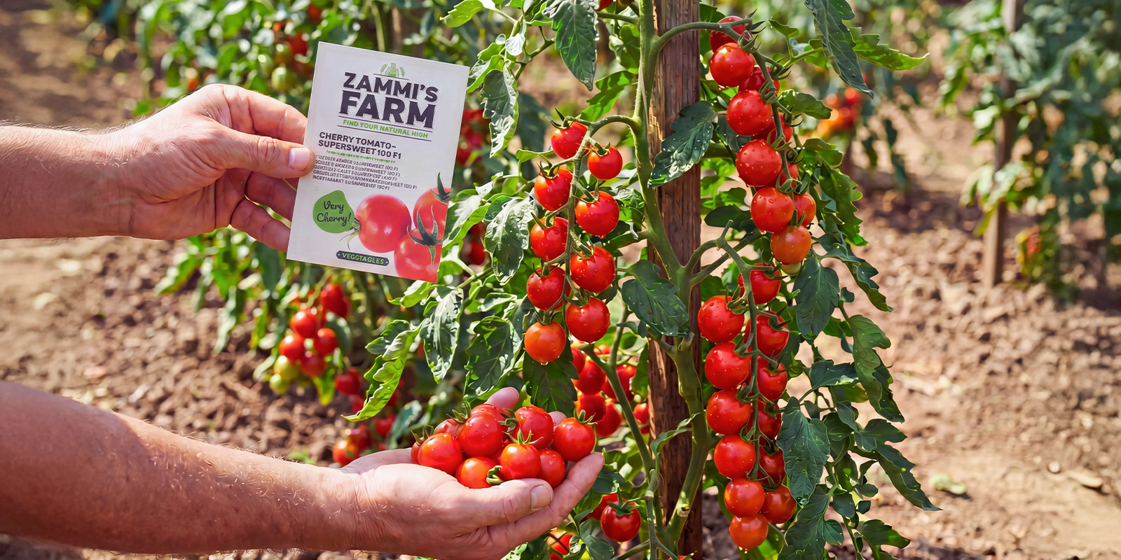 Cherry tomates