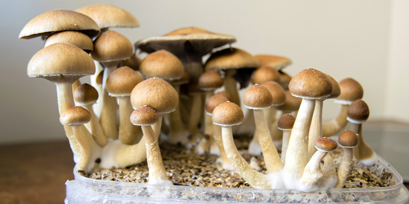 Using liquid cultures: Bountiful mushroom harvests await
