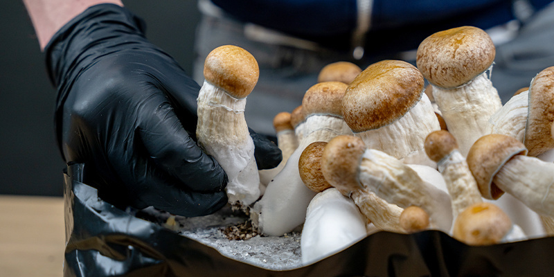 Harvest your mushrooms once they are mature