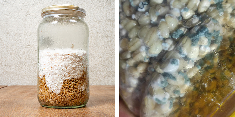 Identifying healthy vs contaminated liquid culture