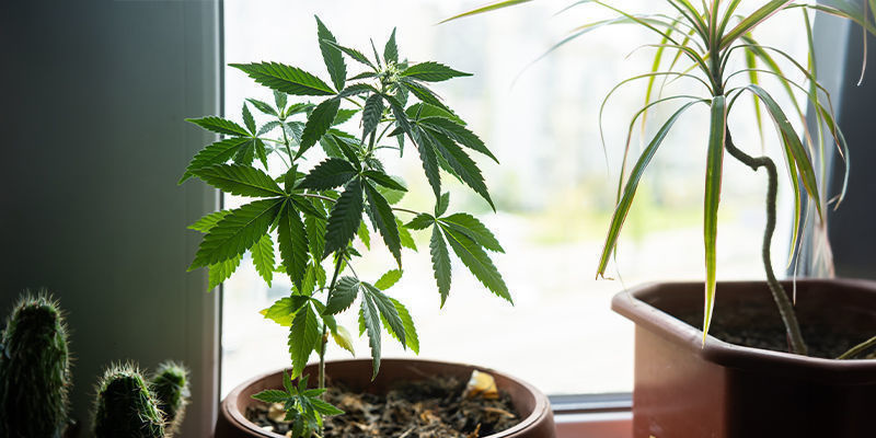 Why Grow Weed On A Windowsill?