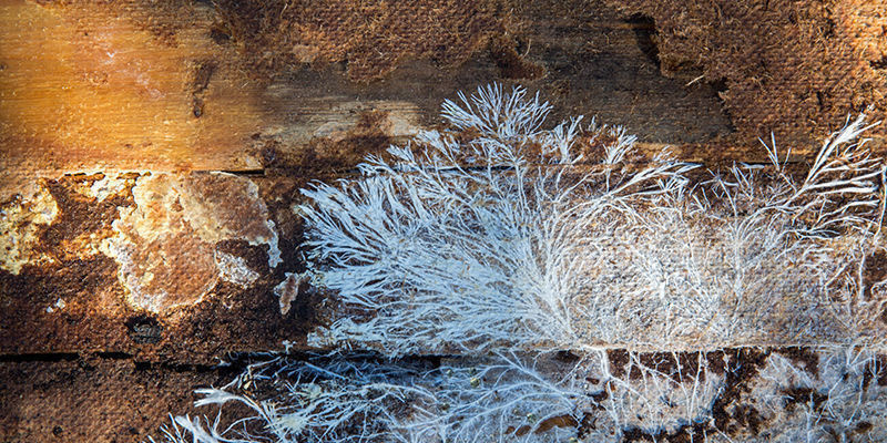 The many uses of mycelium