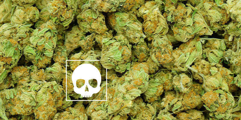 How Much Cannabis Is “Too Much”?