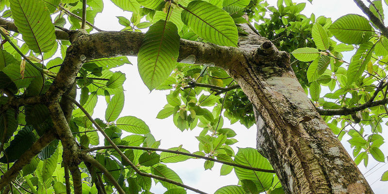 Getting to know the kratom species
