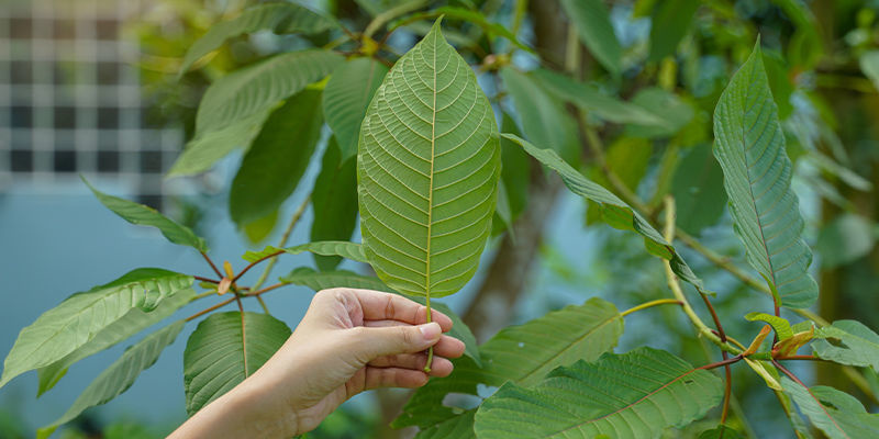 What are some of the street names for kratom?