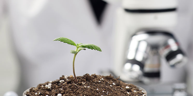 AI in cannabis strain development