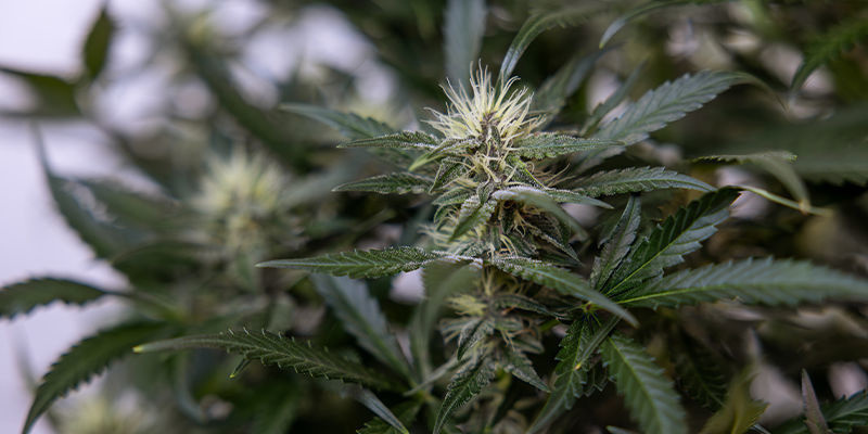 AI in the manufacturing of cannabis derivatives (such as concentrates and edibles)