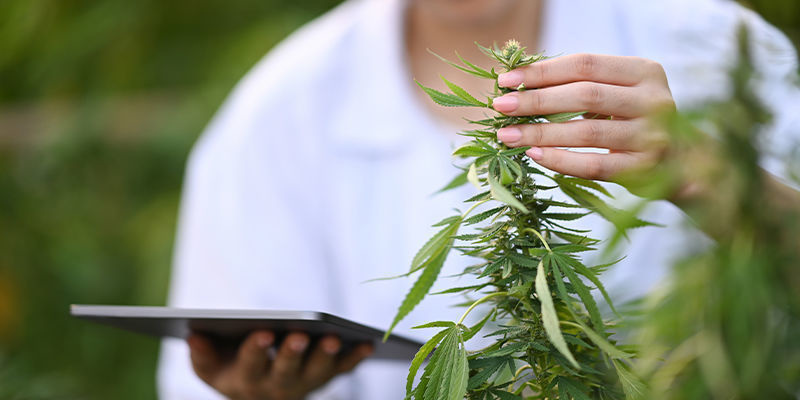 Enhancing cannabis retail with AI