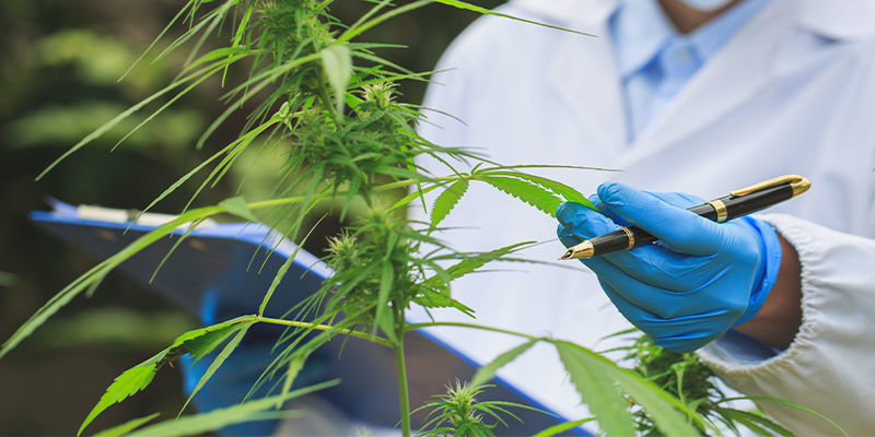 Future implications of AI for the cannabis industry