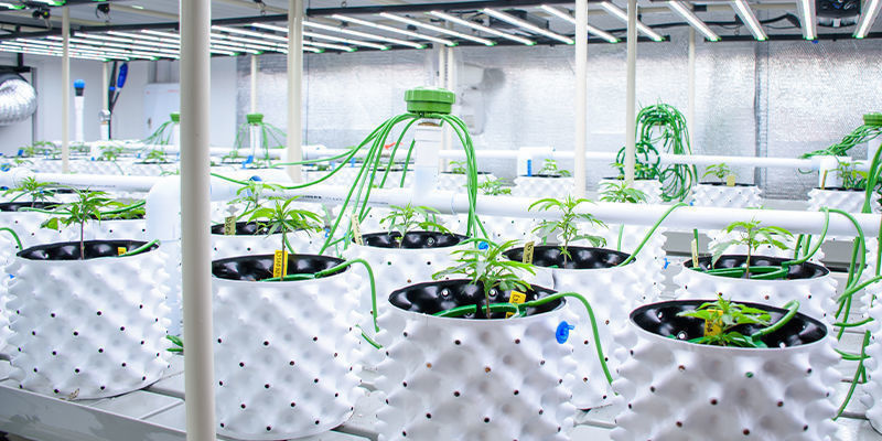 The role of AI in cannabis cultivation and agriculture