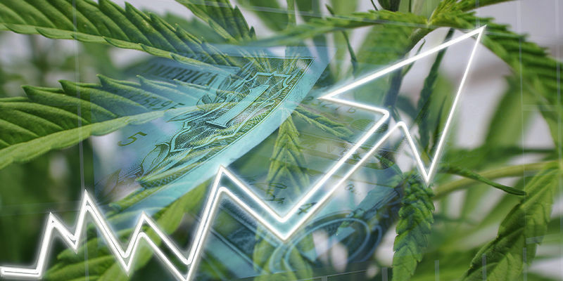 What does AI have to offer the cannabis industry?