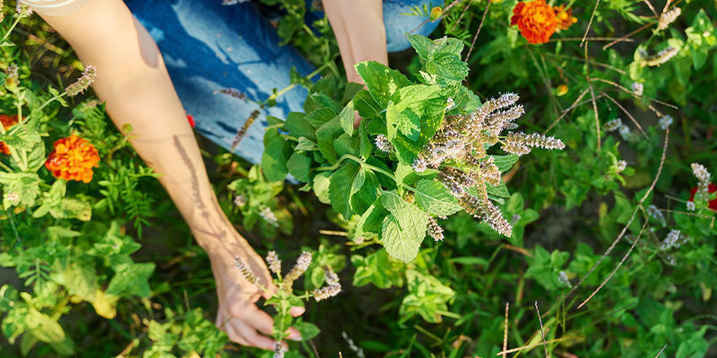 How does catnip affect humans?