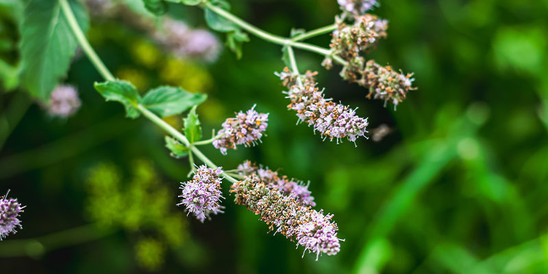 Understanding catnip