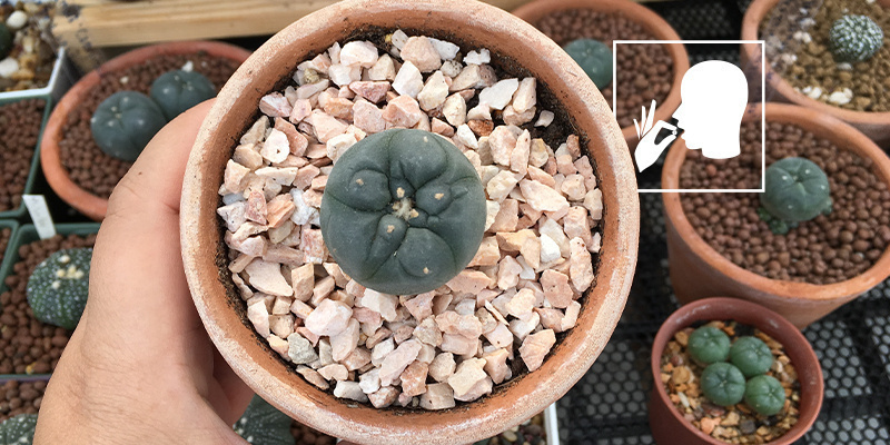 Chewing raw or dried peyote buttons