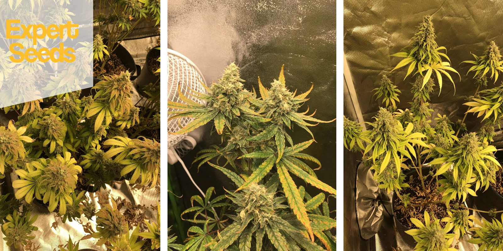 Gorilla x White Widow