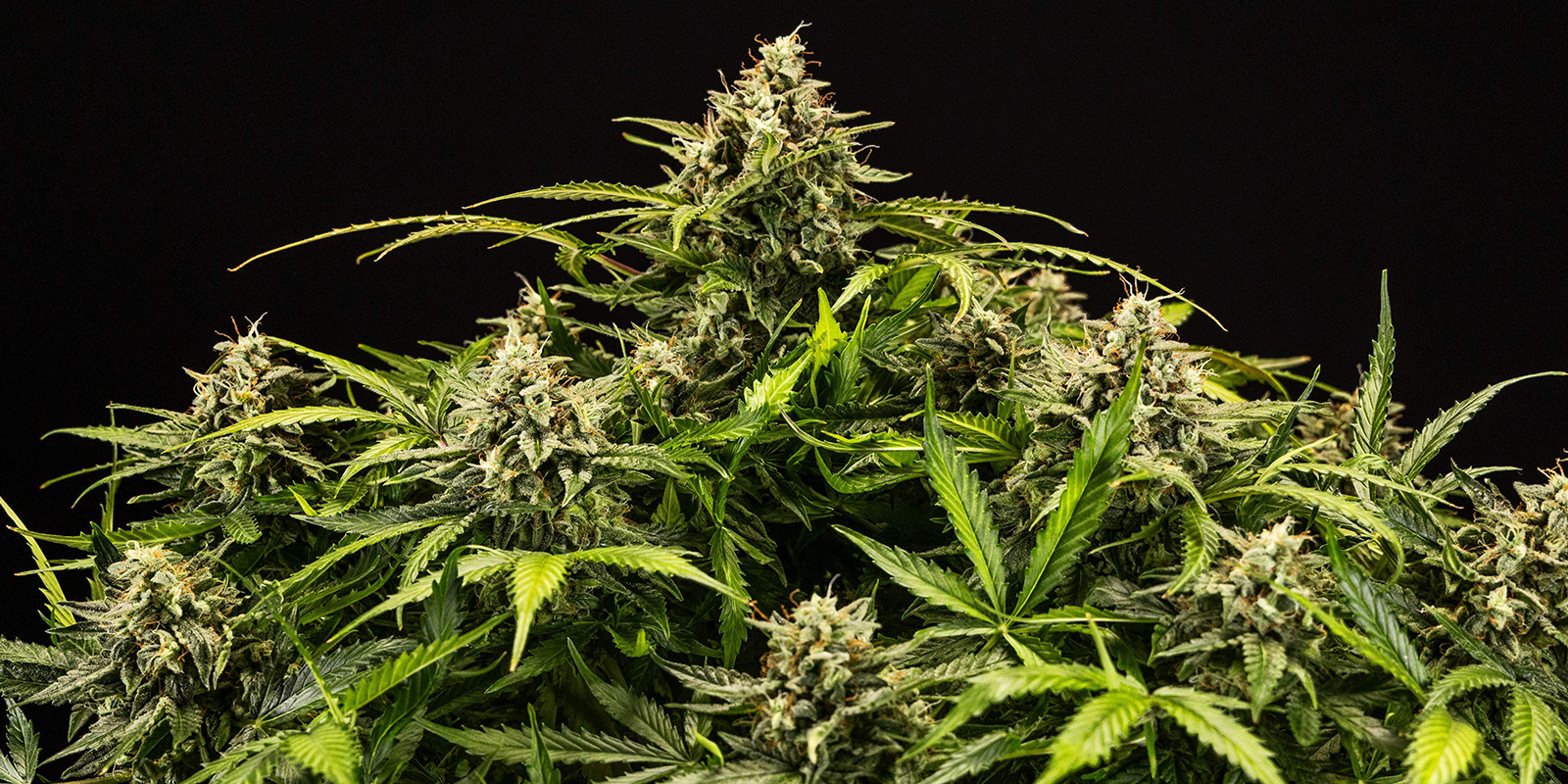 Why choose Expert Seeds?