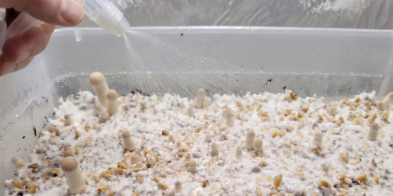 How to increase yields in a shoebox mushroom grow How to increase yields in a shoebox mushroom grow