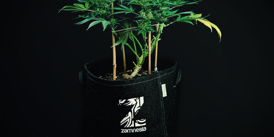 Autoflowering Cannabis Plants Don’t Need to Be Transplanted