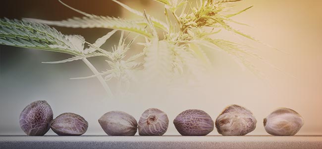MORE CANNABIS STRAINS TO CHOOSE FROM