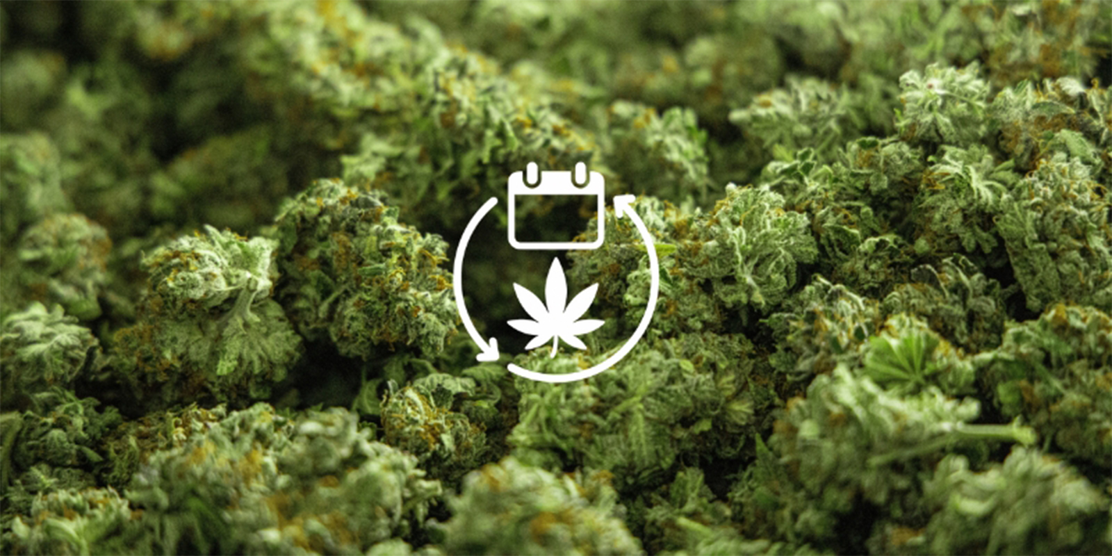 Reason #4: Year-round supply Reason #4: Year-round supply