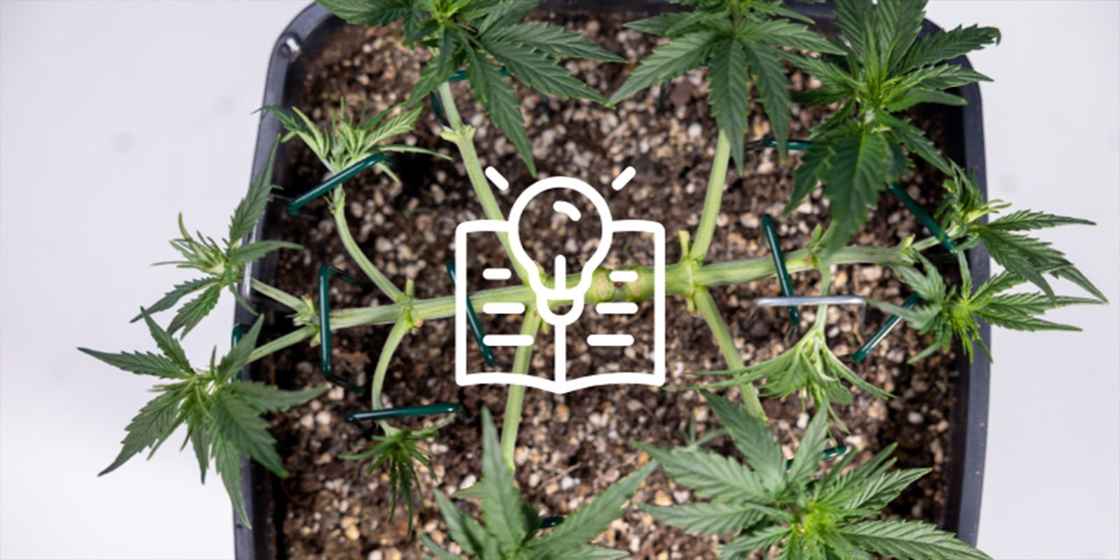 Reason #6: Learn a rewarding skill Reason #6: Learn a rewarding skill