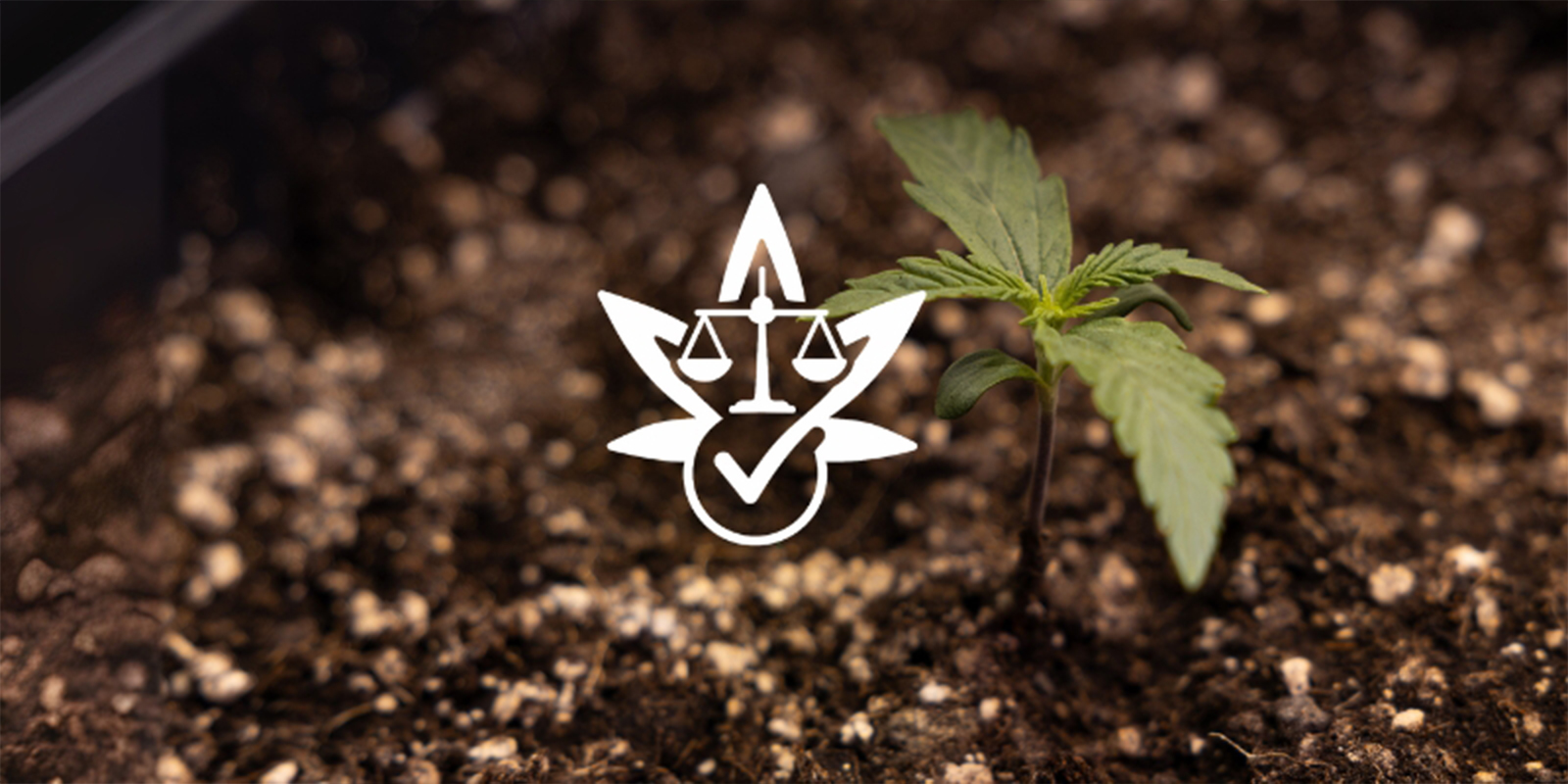 Reason #7: Legal freedom (where applicable) Reason #7: Legal freedom (where applicable)