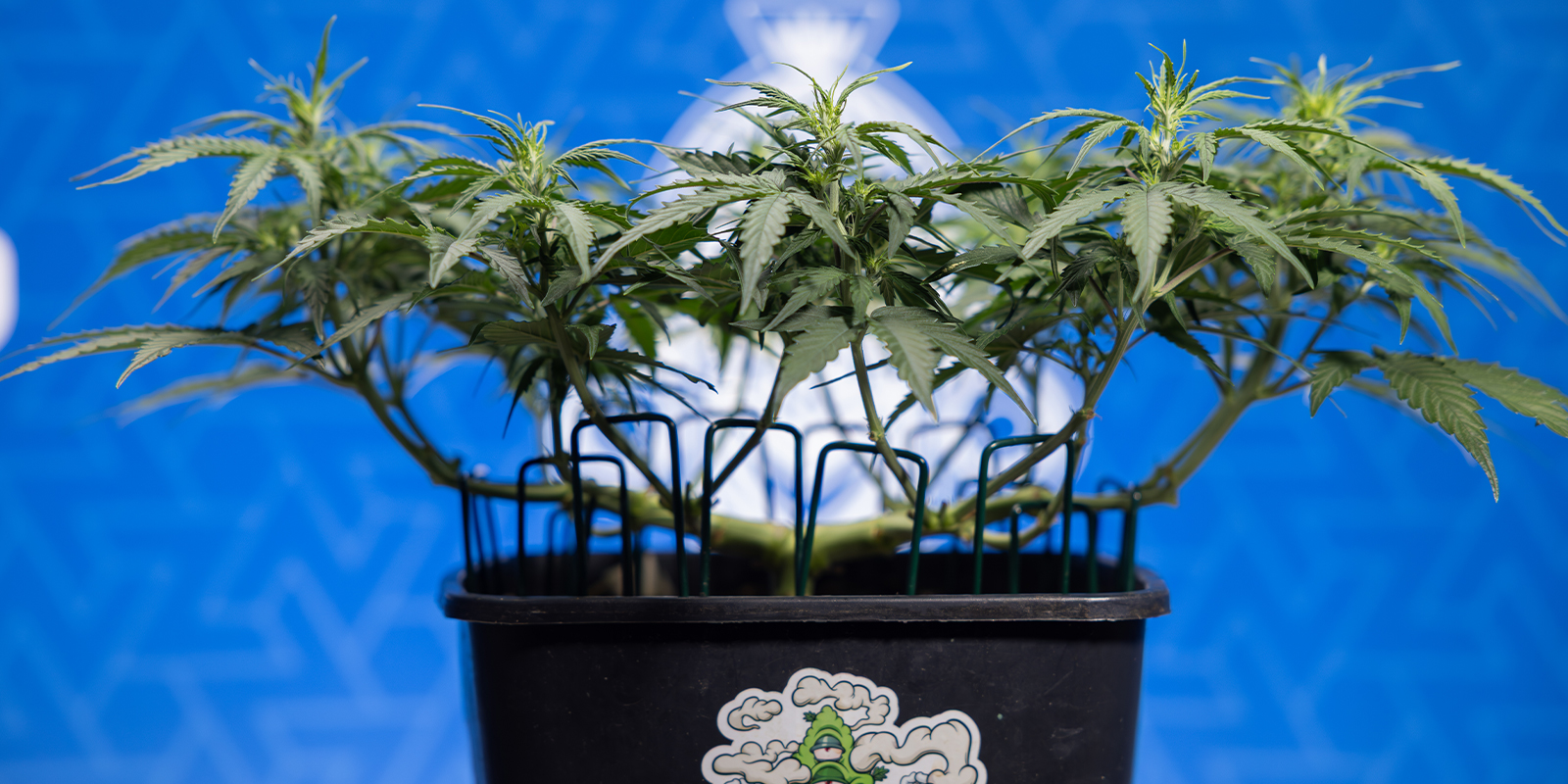 Reason #9: Creative expression Reason #9: Creative expression