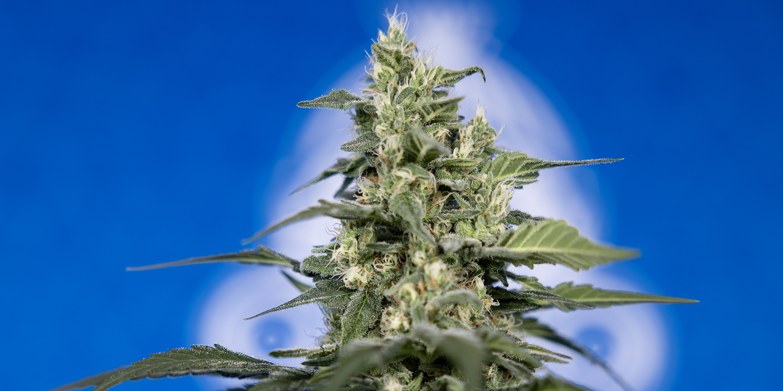 Should you grow your own weed? Should you grow your own weed?