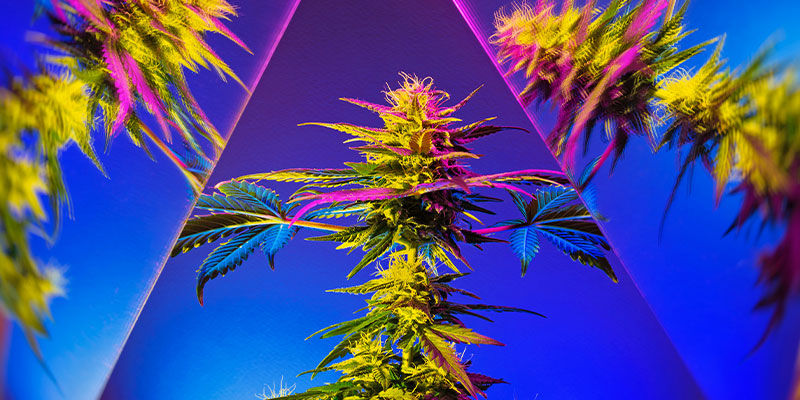 Do Edibles Bring Out Cannabis’ True Psychedelic Nature?