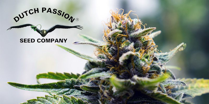 Dutch Passion