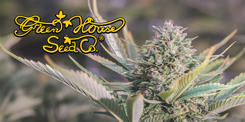 Greenhouse Seeds 