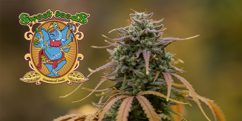 Sweet Seeds