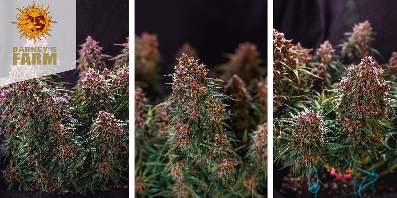 Gorilla Zkittlez Auto: Barney's Farm Gorilla Zkittlez Auto: Barney's Farm