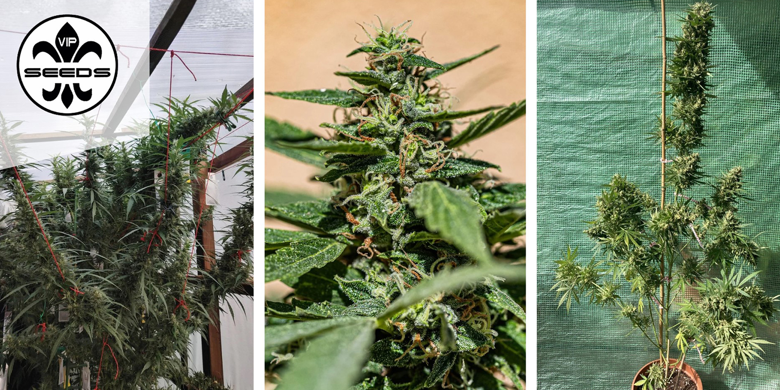 Membrana Hiper Auto: VIP Seeds Membrana Hiper Auto: VIP Seeds
