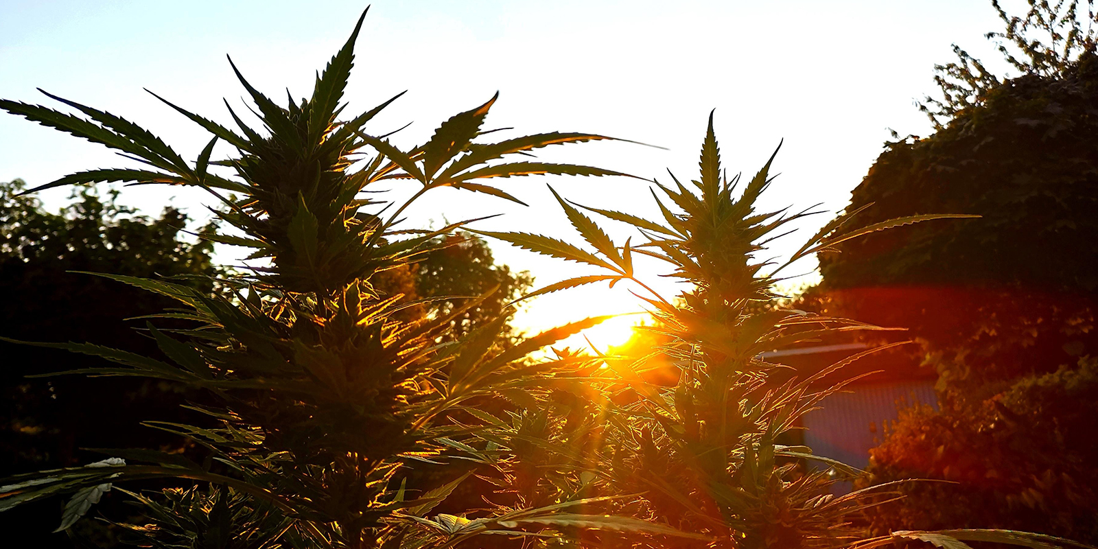 Outdoor growing has never been this easy Outdoor growing has never been this easy